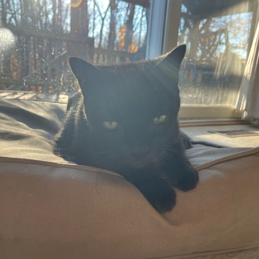 Meet your Posher, Josie
